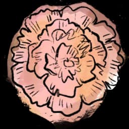 Carnation