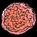 Dahlia