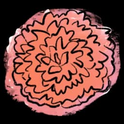 Dahlia