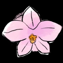 Orchid