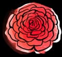 Ranunculus