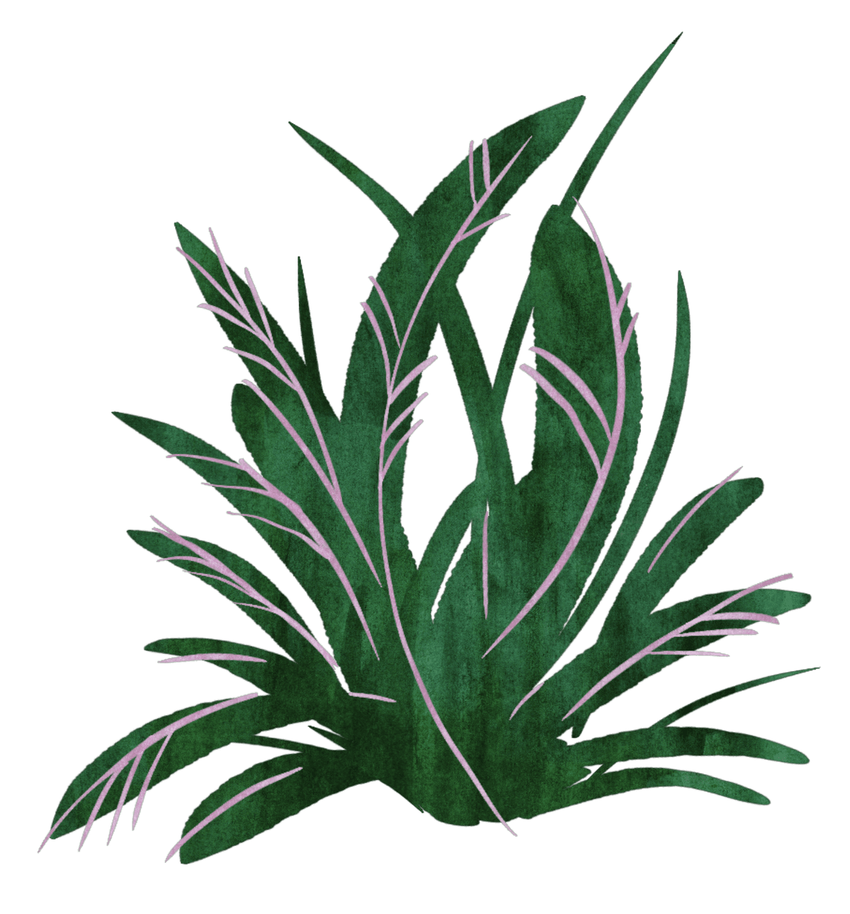 bush
